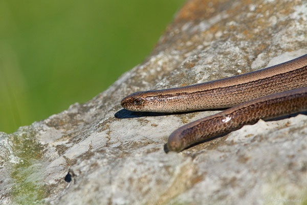 Orvet fragile — Anguis fragilis (Linnaeus, 1758)