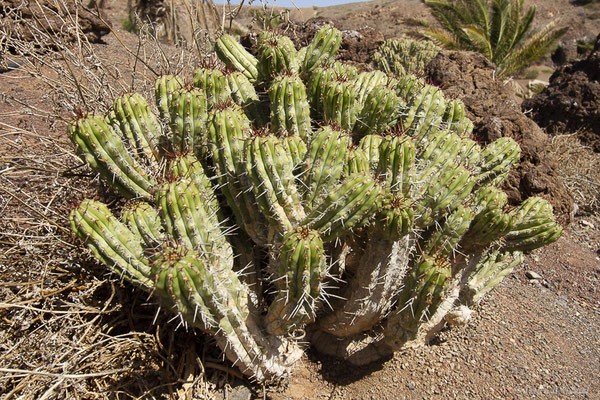 Euphorbe de Fuerteventura – Euphorbia handiensis Burchard, 1912, (Oasis Park, Fuerteventura, (Iles Canaries, Espagne), le 16/02/2022)