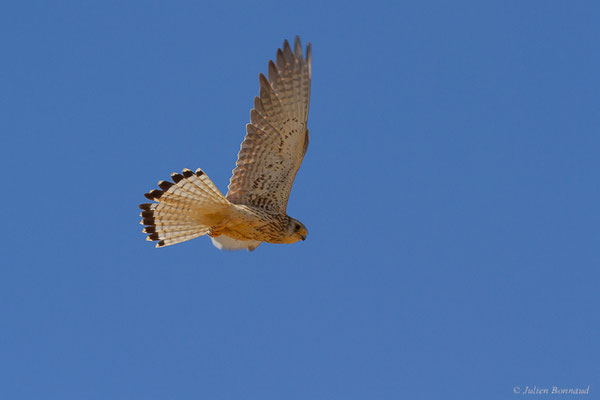 Faucon crécerellette – Falco naumanni Fleischer, JG, 1818, (Fuentes de Nava, Palencia (Castille-et-León), Espagne, le 04/07/2022)