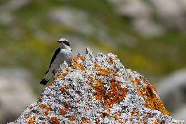 Traquet motteux — Oenanthe oenanthe (Linnaeus, 1758), (mâle adulte) (Col du Pourtalet, Laruns (64), France, le 06/07/2019)