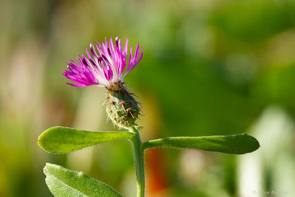 Centaurée rude — Centaurea aspera subsp. gentilii (Braun-Blanq. & Maire)