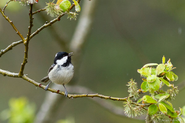 Mésange noire — Periparus ater (Linnaeus, 1758), (Etsaut (64), France, le 20/04/2022)