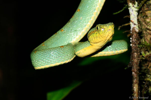 Grage jacquot ou Vipère arboricole — Bothrops bilineatus (Wied-Neuwied, 1821), (Kaw, Guyane, le 12/12/2014)