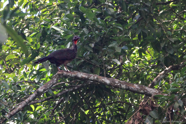 Pénélope marail — Penelope marail (Statius Müller, 1776), (Galion, Guyane, le 06/06/2016)