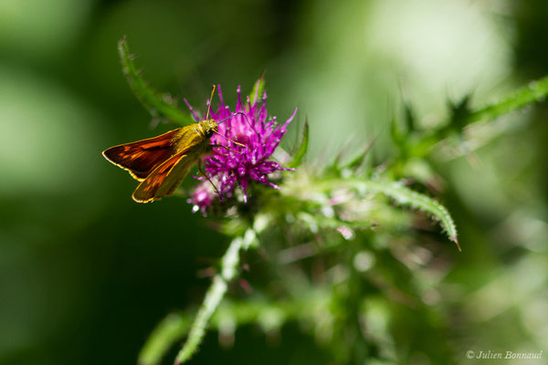 Sylvaine – Ochlodes sylvanus (Esper, 1777), (Hameau du Plan, Saint-Béat (31), France, le 26/06/2018)