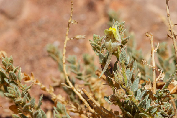 Kickxia aegyptiaca (L.), (Msseyed (Guelmim-Oued Noun), Maroc, le 27/03/2024)