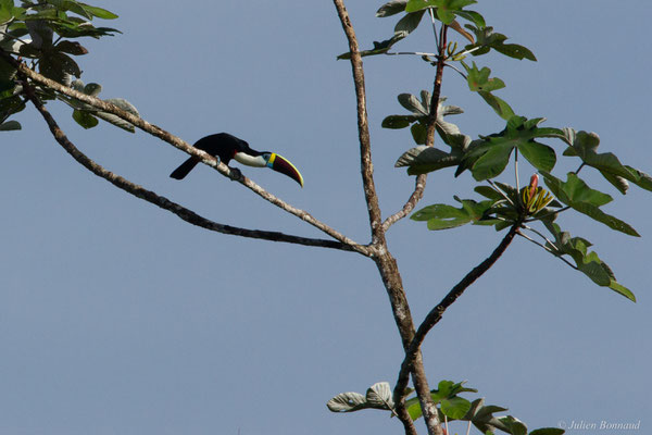 Toucan à bec rouge — Ramphastos tucanus Linnaeus, 1758, (Petit-Saut, le 04/08/2016)
