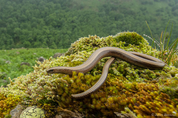 Orvet fragile — Anguis fragilis (Linnaeus, 1758)