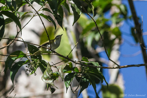 Viréo à oeil rouge (Vireo olivaceus) (adulte) (Galion, Guyane, le 06/06/2016)