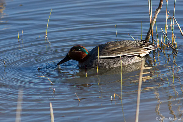 Sarcelle d'hiver — Anas crecca Linnaeus, 1758, (Parc ornithologique de Pont de Gau (13), France, le 20/02/2020)