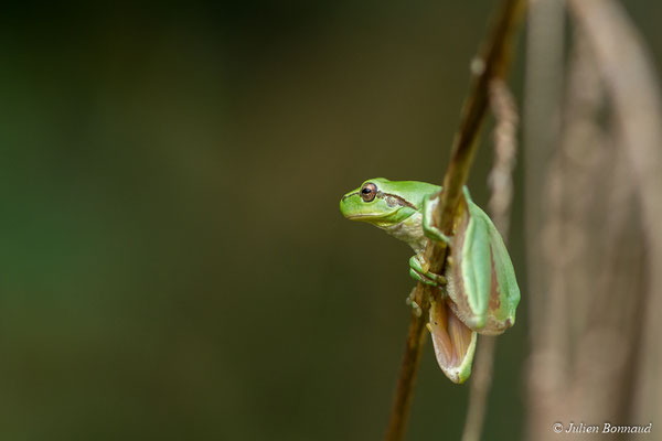 Rainette méridionale – Hyla meridionalis Böttger, 1874, (Ger (64), France, le 08/10/2017)