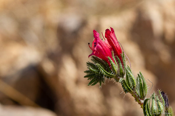 Vipérine de Crète — Echium creticum L., 1753, (Ammelne, (Souss-Massa), Maroc, le 06/02/2023)