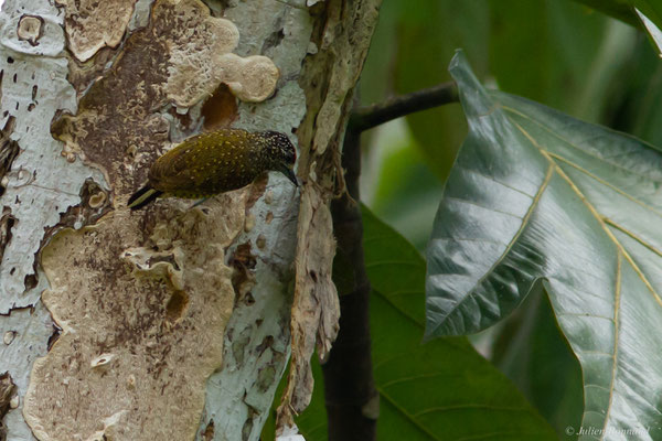 Picumne de Buffon — Picumnus exilis (Lichtenstein, 1823), (Citron, Saint-Laurent du Maroni, Guyane, le 10/08/2016)