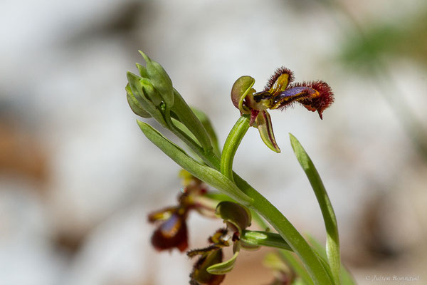 Ophrys miroir — Ophrys speculum Link, 1799, (Etsaut (64), France, le 12/04/2024)