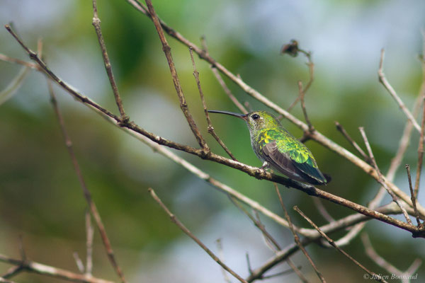 Colibri tout-vert – Polytmus theresiae (Da Silva Maia, 1843)
