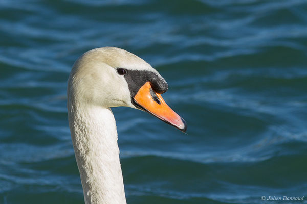 Cygne tuberculé — Cygnus olor (Gmelin, JF, 1789), (Artix (64), France, le 19/01/2020)