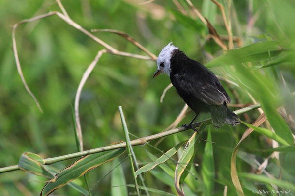 Moucherolle à tête blanche — Arundinicola leucocephala (Linnaeus, 1764)