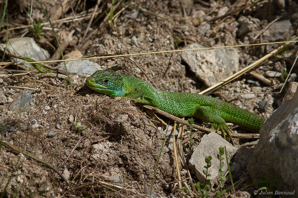Lézard à deux raies — Lacerta bilineata (Daudin, 1802)