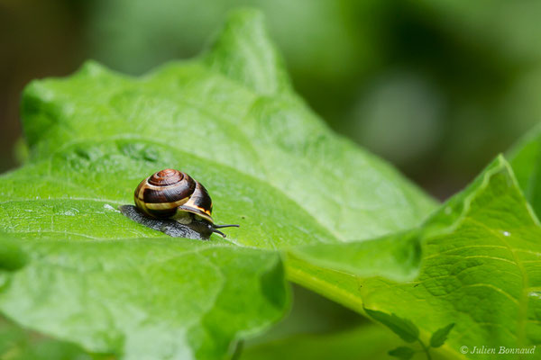 Escargot des haies — Cepaea nemoralis (Linnaeus, 1758)