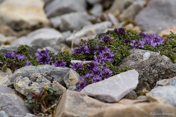 Globulaire rampante — Globularia repens Lam., 1779, (Station de ski de Gourette, Eaux Bonnes (65), France, le 15/06/2020)