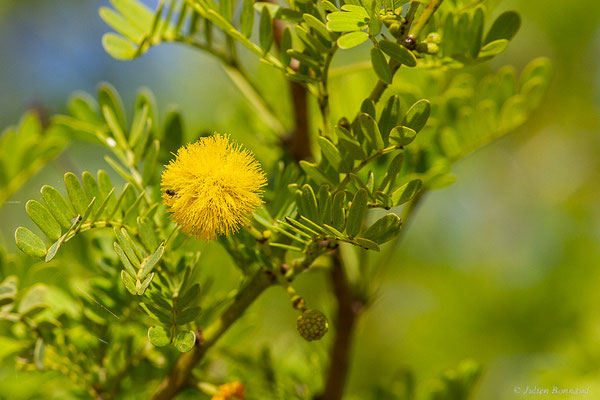 Mimosa odorant — Vachellia karroo (Hayne) Banfi & Galasso, 2008, (Laazib (Guelmim-Oued Noun), Maroc, le 30/01/2023)