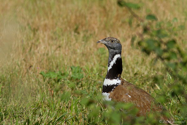 Outarde canepetière – Tetrax tetrax (Linnaeus, 1758), (Zoodyssée, Chizé (79), France, le 12/06/2021)