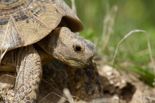 Tortue grecque — Testudo graeca (Linnaeus, 1758)