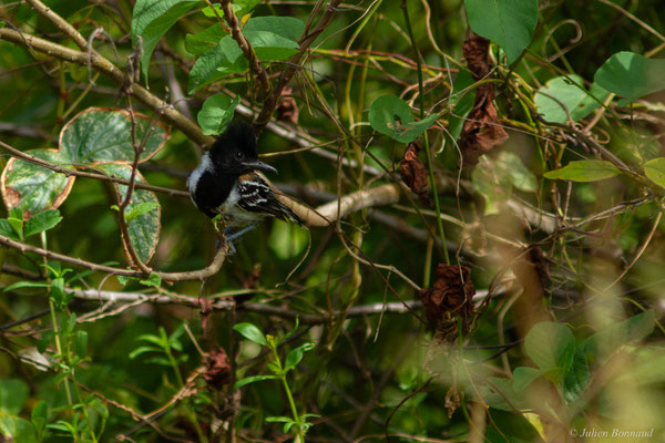 Batara huppé — Sakesphorus canadensis (Linnaeus, 1766), (Mana, Guyane, le 19/08/2016)