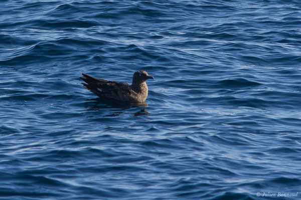 Grand Labbe – Stercorarius skua (Brünnich, 1764), (Saint-Jean-de-Luz (64), France, le 05/10/2019)