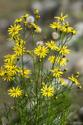 Séneçon sud-africain — Senecio inaequidens DC., 1838