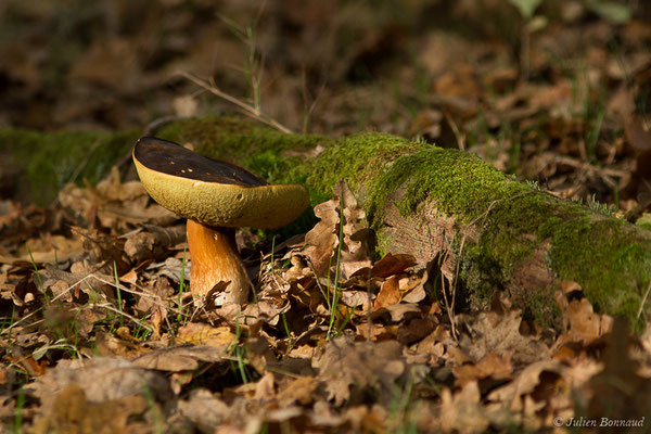 Cèpe bronzé (Boletus aereus) (Parbayse (64), France, le 18/10/2020)