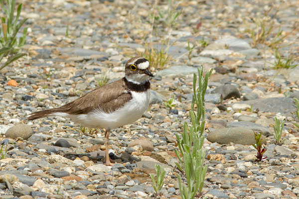 Petit Gravelot — Charadrius dubius Scopoli, 1786, (Vic-en-Bigorre (65), France, le 23/05/2024)