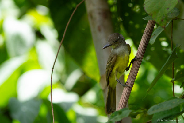 Tyran de Wied — Myiarchus tyrannulus (Statius Müller, 1776)