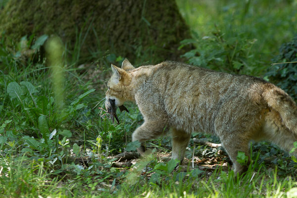 Chat forestier – Felis silvestris Schreber, 1775, (adulte), (Zoodycée, Chizé (79), France, le 12/06/2021)