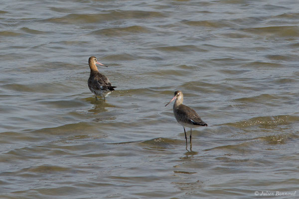 Barge à queue noire — Limosa limosa (Linnaeus, 1758), (Ria Formosa (Faro), (Algarve), Portugal, le 01/09/2018)