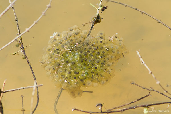 Ponte de Grenouille agile — Rana dalmatina Fitzinger in Bonaparte, 1838, (Lacq (64), France, le 20/03/2019)