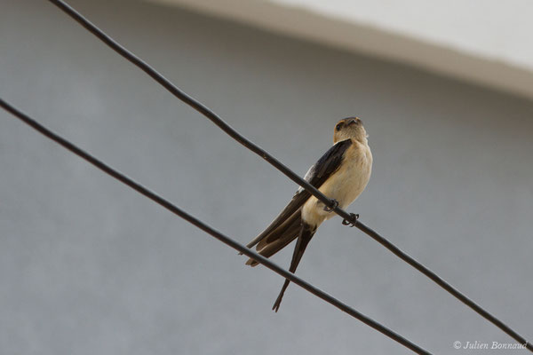 Hirondelle rousseline (Cecropis daurica) (Portimão (Faro), (Algarve), Portugal), le 02/09/2018)