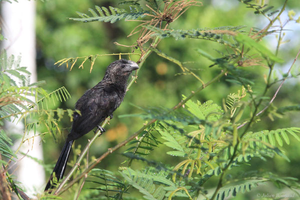 Ani à bec lisse — Crotophaga ani Linnaeus, 1758, (Citron, Guyane, le 29/02/2016)