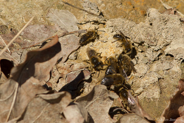 Collète lapin – Colletes cunicularius (Linnaeus, 1761), (Uzeins (64), France, le 16/02/2019)