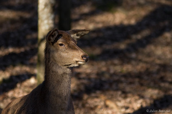 Cerf élaphe – Cervus elaphus Linnaeus, 1758, (Parc'Ours, Borce (64), France, le 30/12/2019)