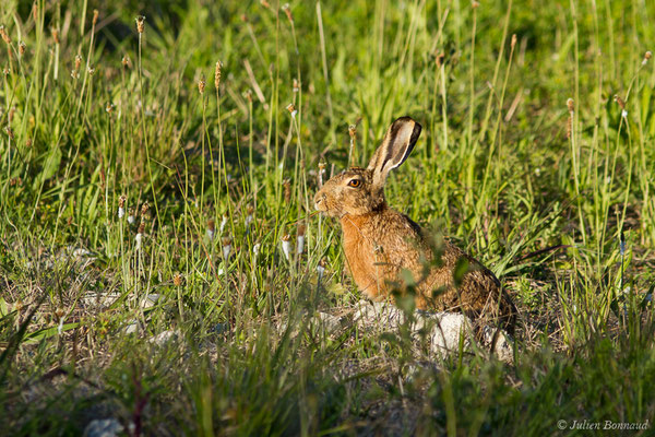 Lièvre d'Europe — Lepus europaeus Pallas, 1778