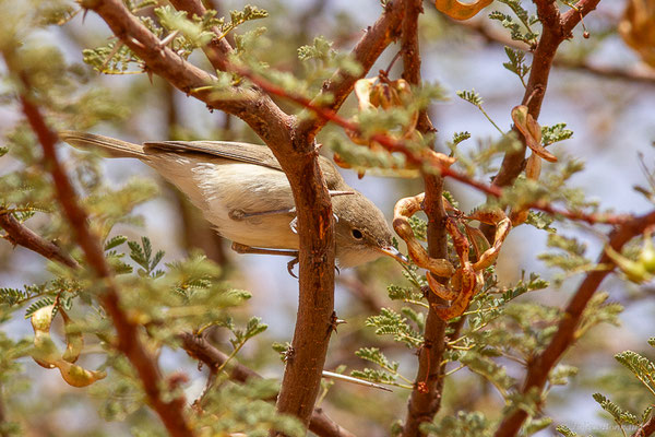 Hypolaïs obscure — Iduna opaca (Cabanis, 1850), (Msseyed (Guelmim-Oued Noun), Maroc, le 29/03/2024)