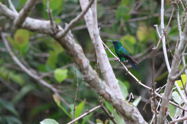 Colibri à menton bleu ou Émeraude à menton bleu — Chlorestes notata (G. C. Reich, 1793), (Savane de Corossony, Sinnamary, Guyane, le 06/04/2016)