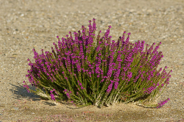 Bruyère cendrée — Erica cinerea L., 1753, (Pontonx-sur-l'Adour (40), France, le 10/06/2020)