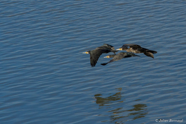 Grand Cormoran — Phalacrocorax carbo (Linnaeus, 1758), (adultes en plumages internuptiaux) (Baie de Saint-Brieuc, Hillion (22), France, le 24/11/2017)