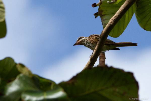 Tyran tacheté — Empidonomus varius (Vieillot, 1818)