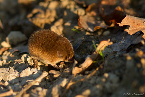 Musaraigne pygmée — Sorex minutus Linnaeus, 1766