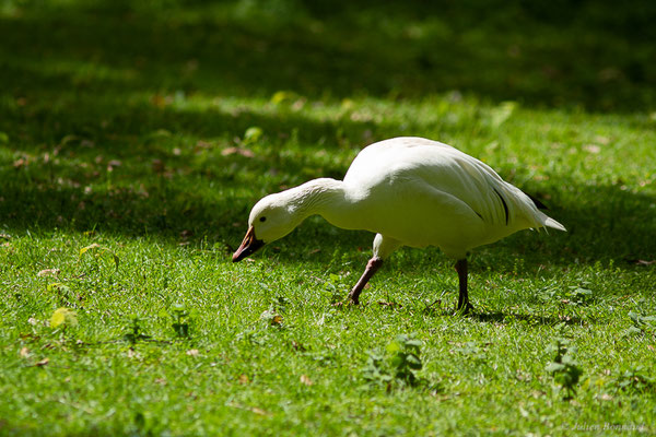 Oie des neiges — Anser caerulescens (Linnaeus, 1758), (Parc animalier de Nahuques, Mont-de-Marsan (40), France, le 10/05/2023)