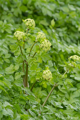 Maceron — Smyrnium olusatrum L., 1753, (Braud-et-Saint-Louis (33), France, le 05/03/2019)