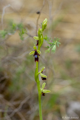 Ophrys mouche — Ophrys insectifera L., 1753, (Aulon (31), France, le 03/05/2019)